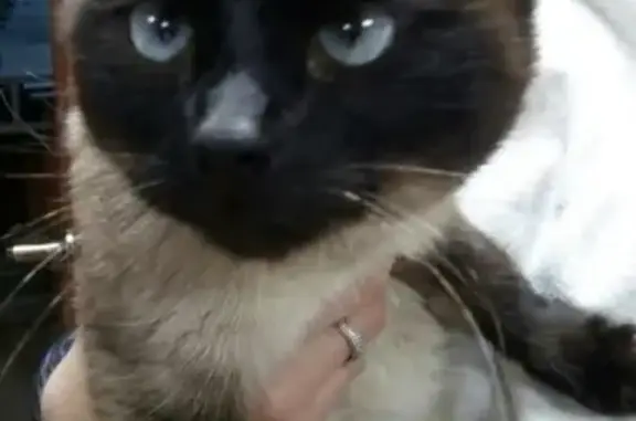 Найдена кошка на улицах Магнитогорска