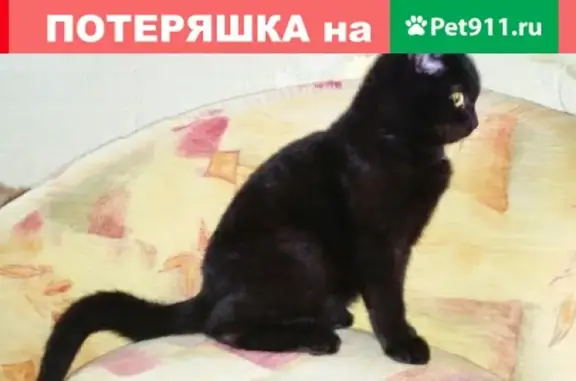Найден черный котенок в районе ЖБИ, Тюмень