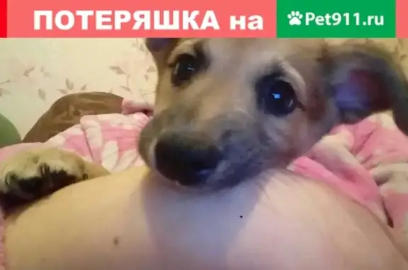 Пропал щенок Хабиб в Воткинске, Удмуртская Республика