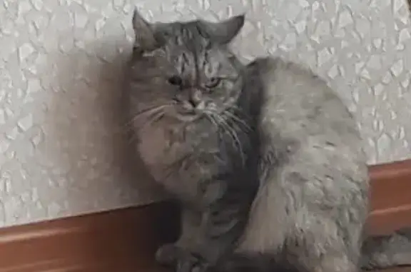 Пропала кошка Дуся в районе Олимпа, Ульяновская область