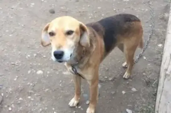 Пропала собака в Абакане: кобель русской гончей Егерь без ошейника
