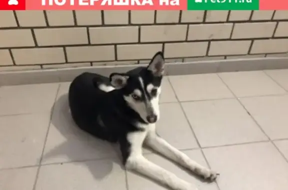 Найдена собака метис Хаски на ул. Спартаковской 88