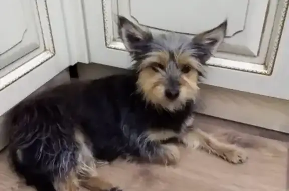 Найдена собака в Красновке, нужна помощь