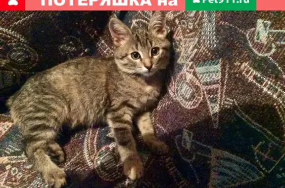 Найдена кошка на Гагарина-Фрунзе, ищем хозяев.