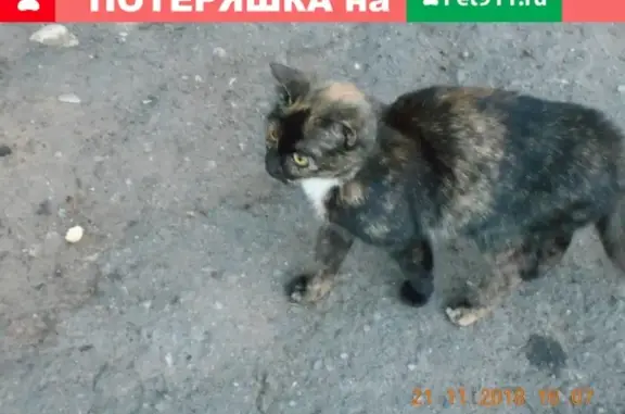 Найдена ласковая кошка с ошейником в Великом Новгороде