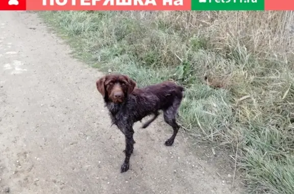 Найдена собака в Краснодарском крае, Славянский р-н