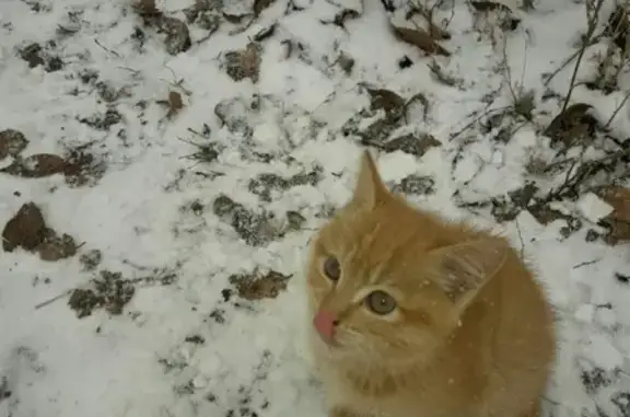 Найдена кошка-котенок в Бузулуке