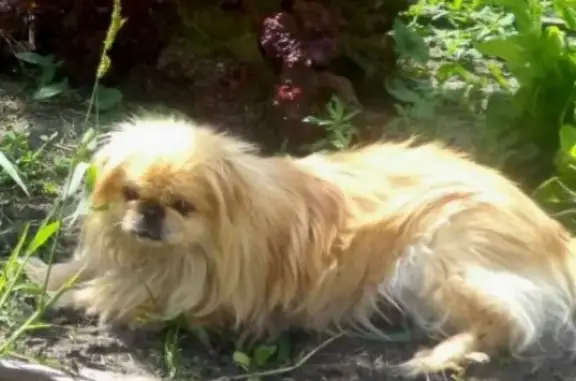 Пропала собака в Заводоуковске, Тюменская область