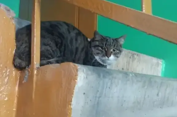 Потеряшка: черепаховая кошка на Зеленом Логе, Магнитогорск