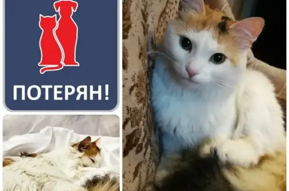 Пропала кошка в районе северной Горы #ПОТЕРЯН_КОТОПЕС39