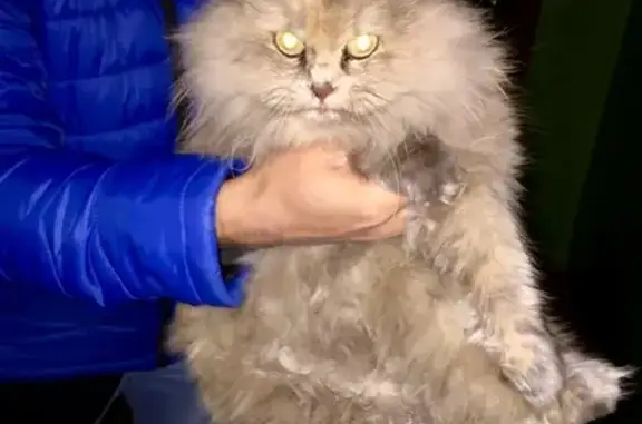 Найдена кошка с ошейником на Транспортной, Брянск