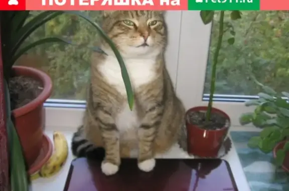 Кошки потеряшки, Щеглово, фото: Потеряшка кот Маркиз в Щегловках, Всеволожский район