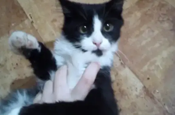 Кошки потеряшки, Дубовка, фото: Потеряшка кошка Маркиз в Дубовке, Волгоградская обл.