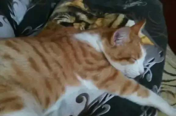 Кошки потеряшки, Онежский район, фото: Потеряшка кошка с рыжей полоской в Архангельской области