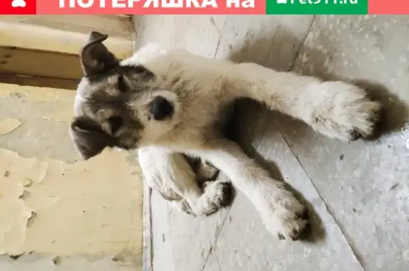 Найден дружелюбный пёс на Аптекарской, Екатеринбург