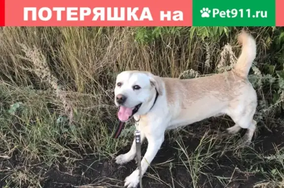 Пропала собака Элай в Солнечном, Саратов, ул. Н.В. Кузнецова 11