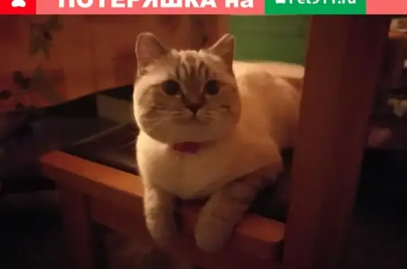 Пропала кошка на Социалистической улице, Всеволожск