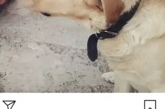 Пропала собака в Ершове, Саратовская область