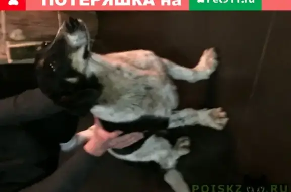 Пропала собака Девочка на улице Краснофлотская