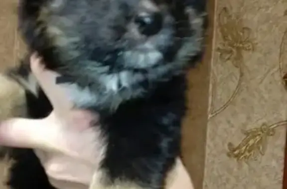 Найдена собака в Усть-Абакане с ошейником от блох