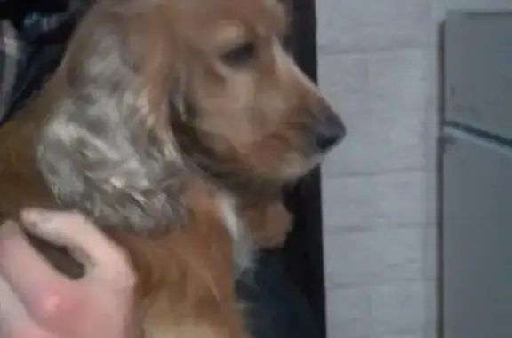 Собака найдена в Боталово-2, Нижегородская область