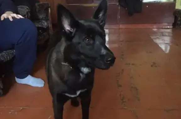 Пропала собака Джуля на ул. Трегубенковых в Бакале
