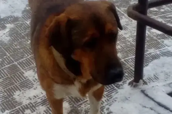 Собака потерялась возле магазина на Галле в Уфе, РБ.