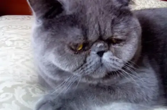 Кошки потеряшки, Сертолово, фото: Потеряшка кошка на улице Связистов, 41