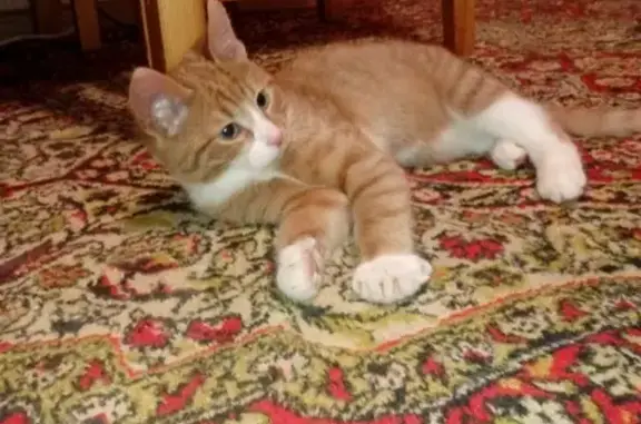 Найден рыжий котенок в Балашихе, ищет дом