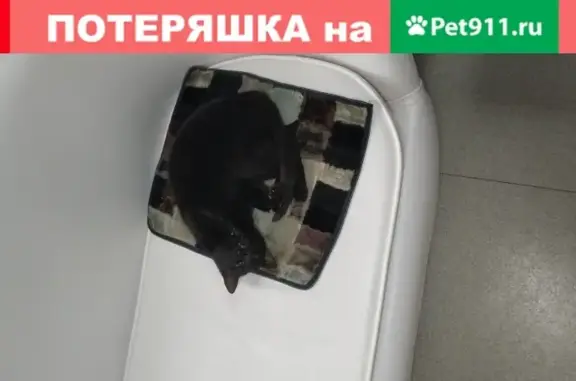 Найдена черная кошка в Краснодарском крае