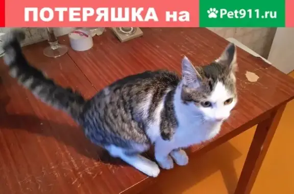 Найдена кошка в Калининском районе, адрес: ул. Кирова, 19.