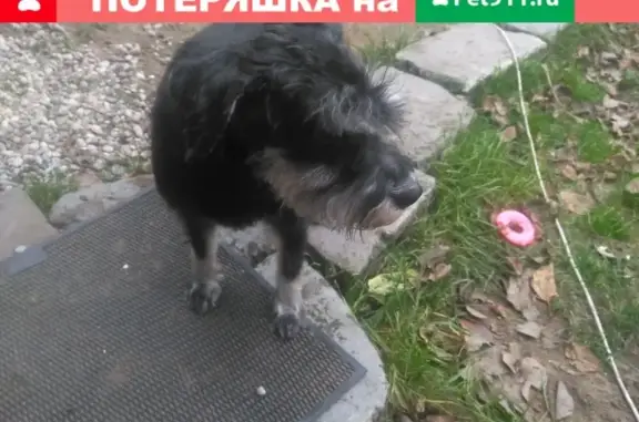 Собака найдена на улице Гайдара, Калининград