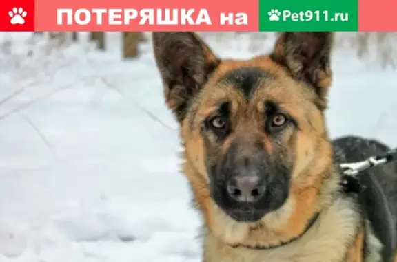 Пропала собака Киви в Крупском районе Тверской области