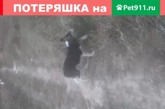 Найден щенок в лесу в Дмитровском районе без адресника