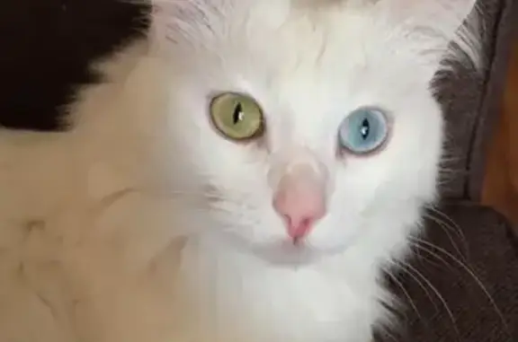 Пропала белая кошка с разными глазами в Одинцовском районе