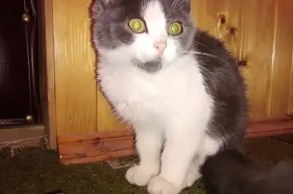 Кошки потеряшки, Таловское, фото: Потеряшка котенок на ул. Кирова, район магазина Тамара