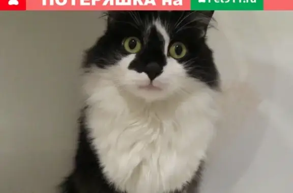 Пропала кошка Масяня в Усольском мкрн, Березники