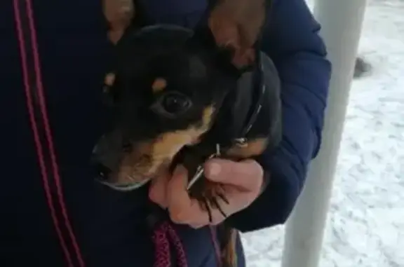 Найдена собака возле 21 школы в Альметьевске