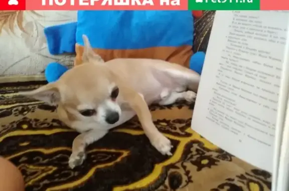 Пропала собака Оскар в п. Отрадное, МО Красногорский район