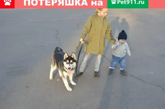 Пропала собака Шерлок на улице Радищева