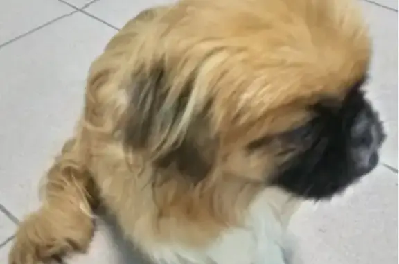 Найдена собака в центре Пекинес, ищет новый дом