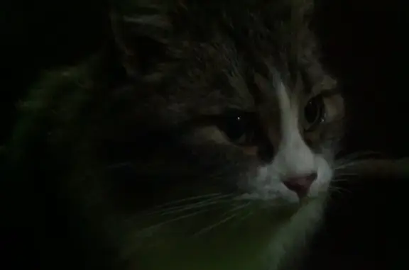 Пропала кошка на улице Подбельского в Боровичах