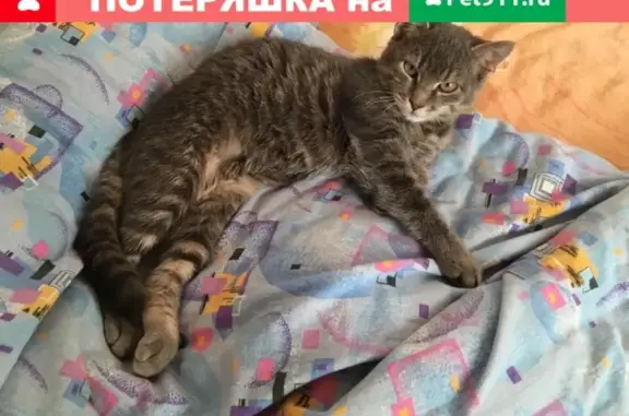 Кошки потеряшки, Цибанобалка, фото: Потеряшка кошка в Цибанобалке, Краснодарский край