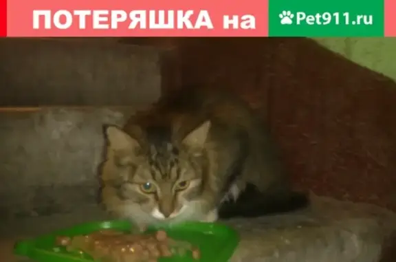 Найдена пушистая кошка в Иваново, район парка Степанова
