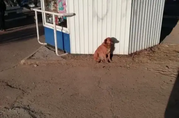 Найдена собака возле центра обучения парикмахеров в Чите