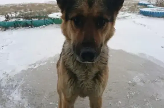 Найдена собака в районе ЧМЗ, ищем хозяина