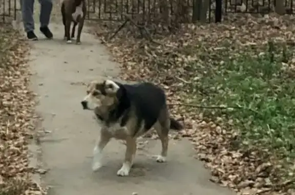 Найдена собака в Подольске, обращаться к Людмиле