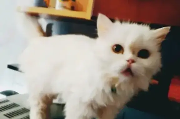 Найдена кошка в Ульяновске, ласковая и чистоплотная
