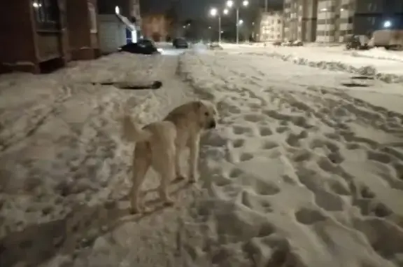Найдена собака по ул. Патриотов, Южный, возможно алабай, контакты в Кемерово.