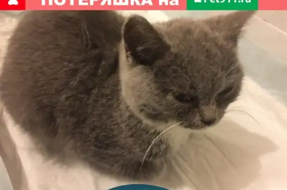 Найдена кошка в Новоселках, ищем владельца